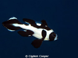 black and white snapper(juvenile). by Cigdem Cooper 